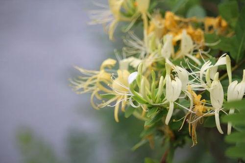 吃瓜的忍冬,探寻吃瓜者的忍冬世界