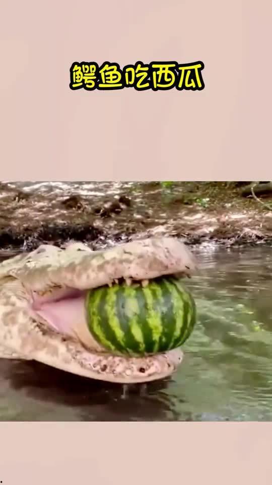 嗄嘎吃瓜,揭秘娱乐圈的甜蜜与苦涩