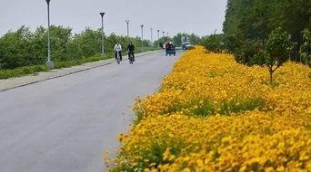 贡湖湾网红小跑道,漫步湖畔，邂逅城市绿意新地标