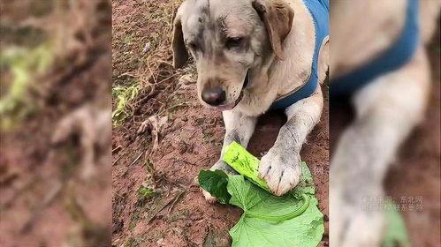 狗吃的瓜,瓜类美食的诱惑与营养