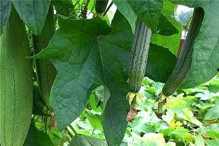 水瓜能隔夜吃吗,安全与营养的权衡