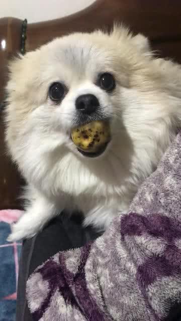 吃瓜的小胖子,网络红人的崛起与影响力