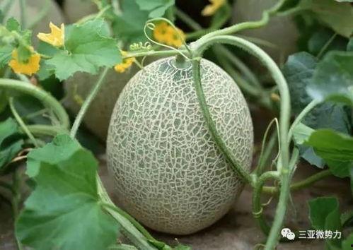 海南人吃瓜,瓜果飘香，尽享热带美食盛宴