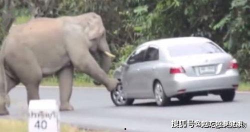 今日头条大象说车,揭秘汽车行业最新动态与未来趋势