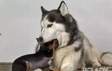 网红二哈和他的老婆视频,搞笑互动，萌态百出