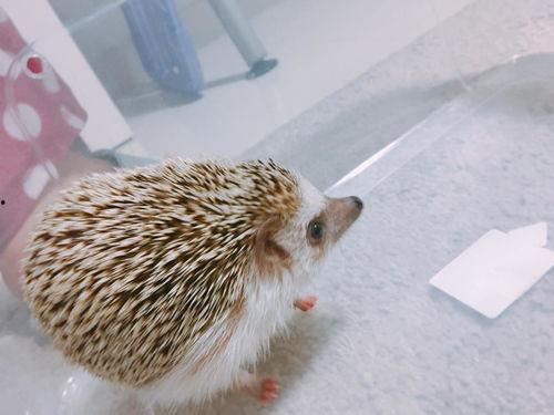 怎样防止刺猬吃瓜