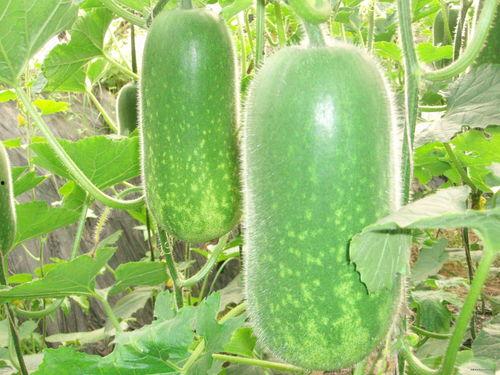 减肥吃角瓜行吗,健康饮食新选择